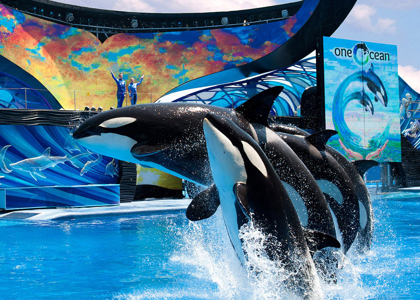 One Ocean Orca Show at Seaworld in Orlando