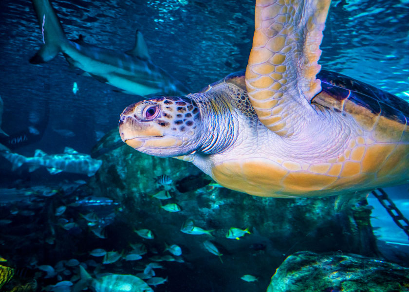 Ripleys Aquarium of the Smokies Sally the Sea Turtle