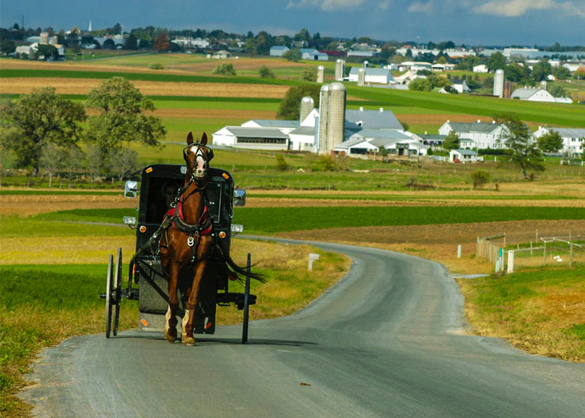 Amish Horse & Buggy