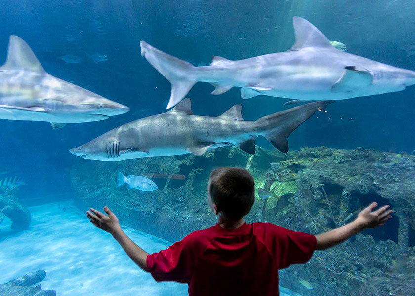 NC Aquarium at Manteo